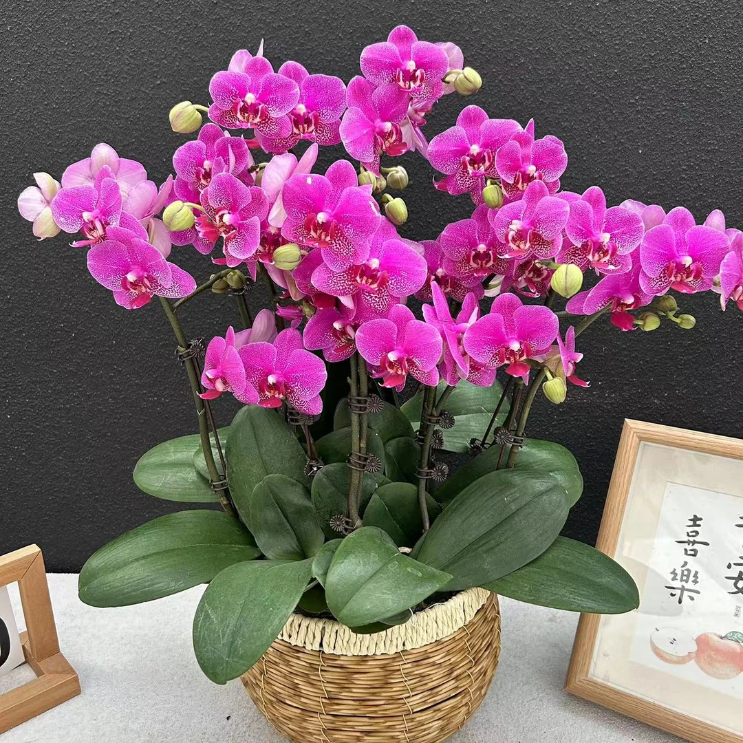 （红粉佳人）蝴蝶兰花卉鲜花高雅轻奢唯美高级盆栽观花绿色美观