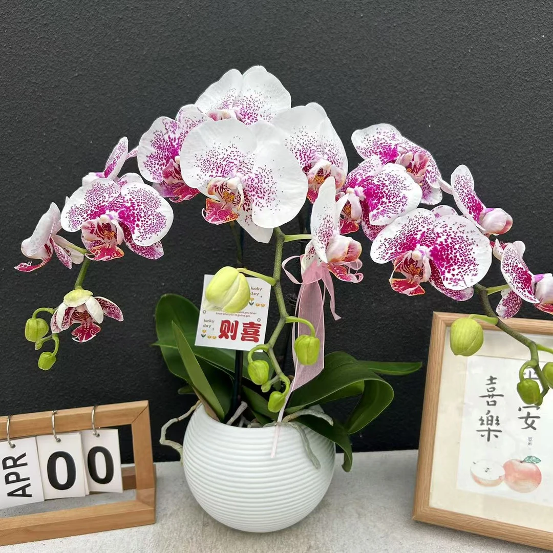 甄选（龙树枫叶）蝴蝶兰花卉鲜花高雅轻奢唯美高级盆栽观花绿色美观