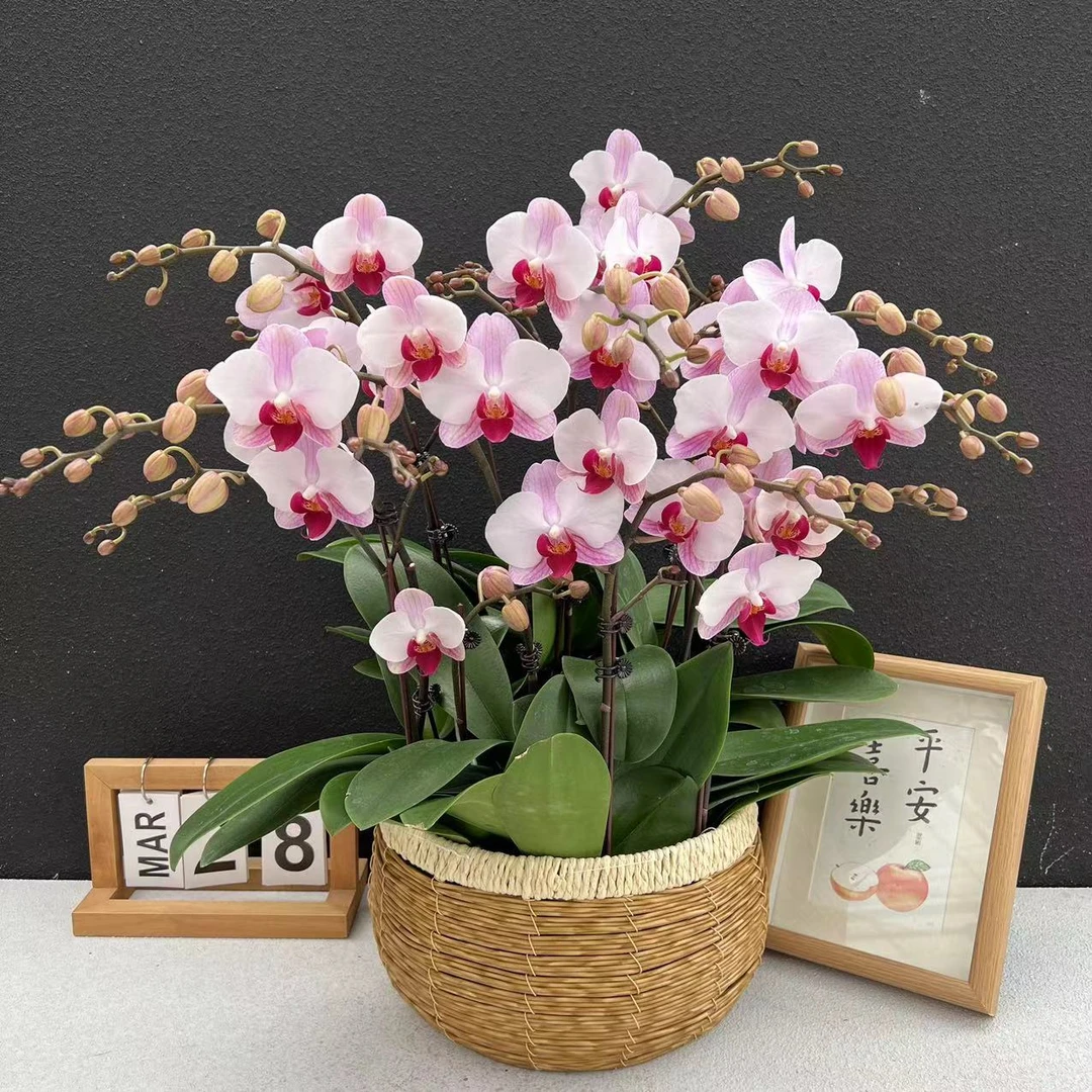 《粉钻石》蝴蝶兰     鲜花室内长花期高端花卉