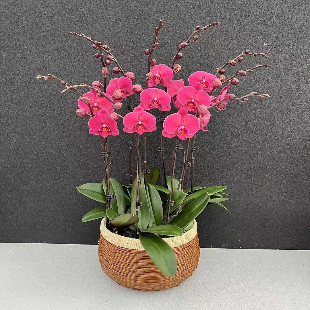 蝴蝶兰《胭脂美女》鲜花高雅唯美盆栽室内开花 欧洲进口品种 花期长