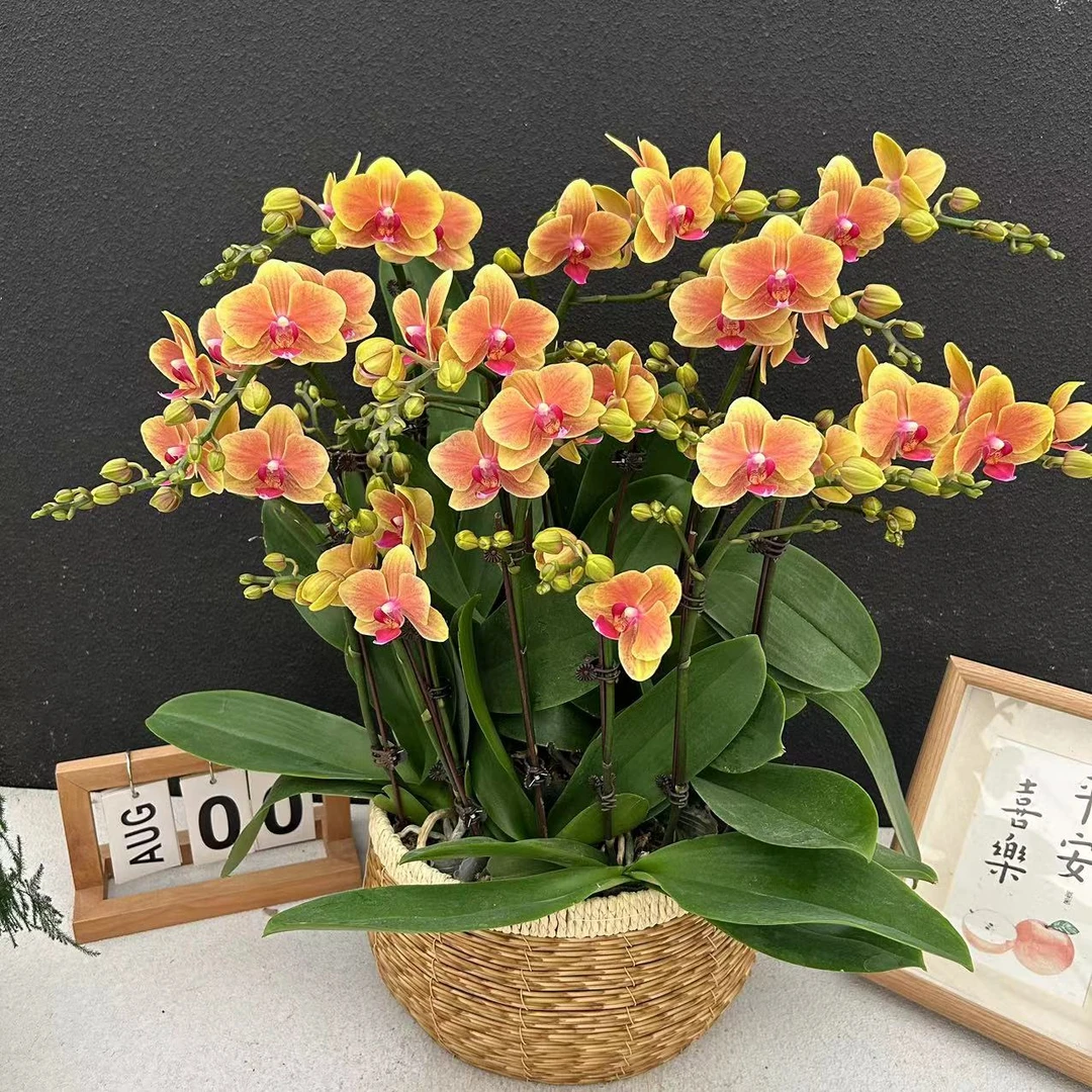 甄选（亲爱的）蝴蝶兰花卉鲜花高雅轻奢唯美高级盆栽观花绿色美观