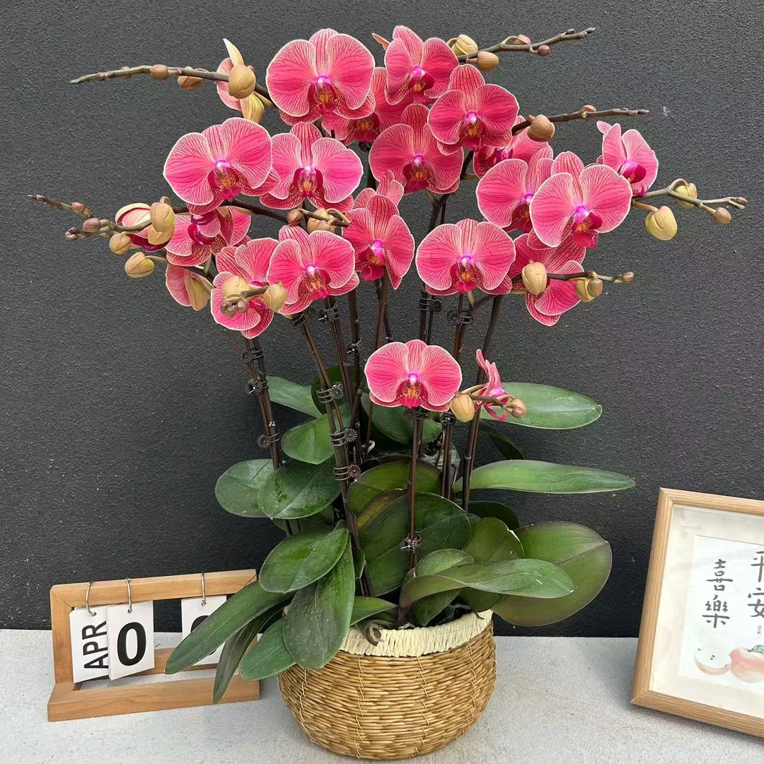 《聚宝橘子》蝴蝶兰精美组盆   鲜花长花期高端花卉