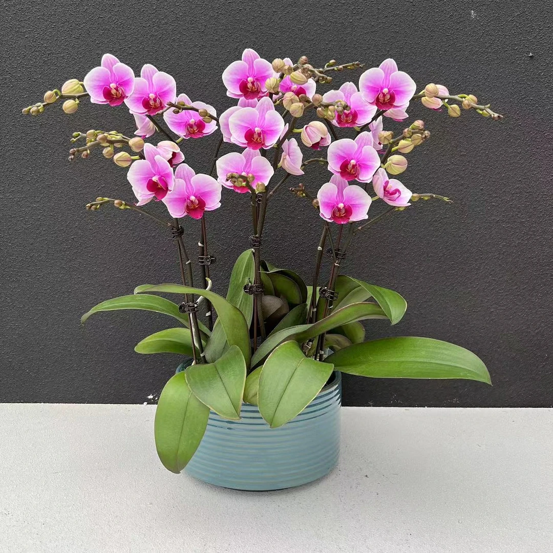 蝴蝶兰《绝代双骄》鲜花高雅唯美盆栽室内开花 经典品种   花期长