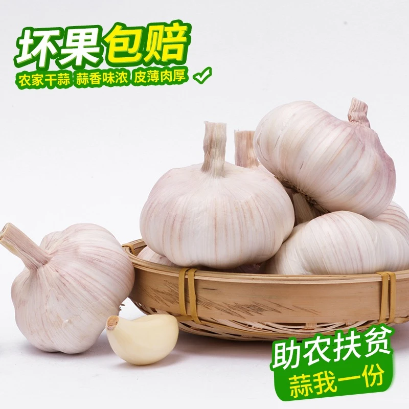 【赔本冲量】山东紫皮大蒜头批发新干蒜大蒜头干蒜5斤产地直销100克