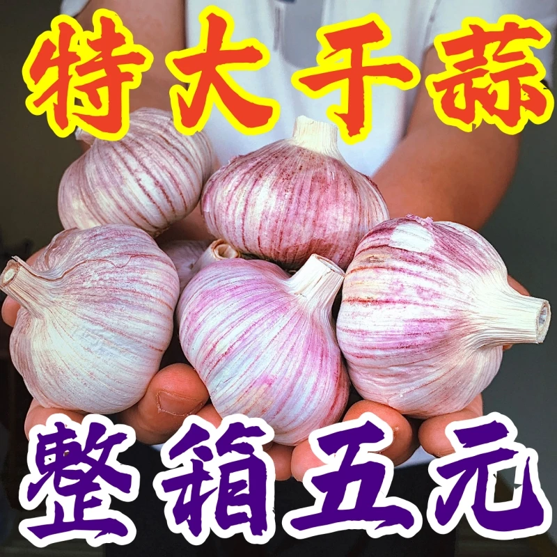 河南新干蒜紫皮大蒜新鲜红皮大蒜头5/9斤批发包邮100克大蒜头干蒜