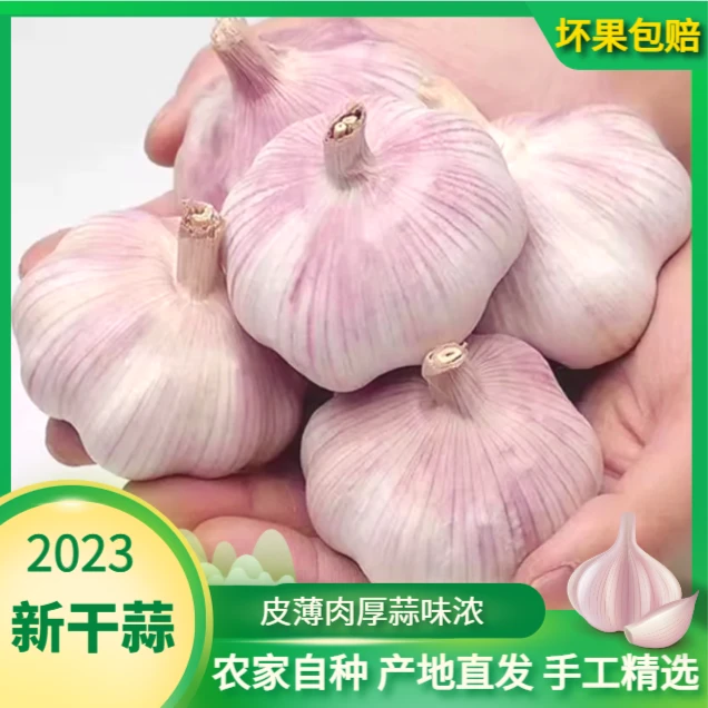 23年【超低价】山东大蒜新干蒜大蒜大蒜头批发大蒜头辛辣味十足