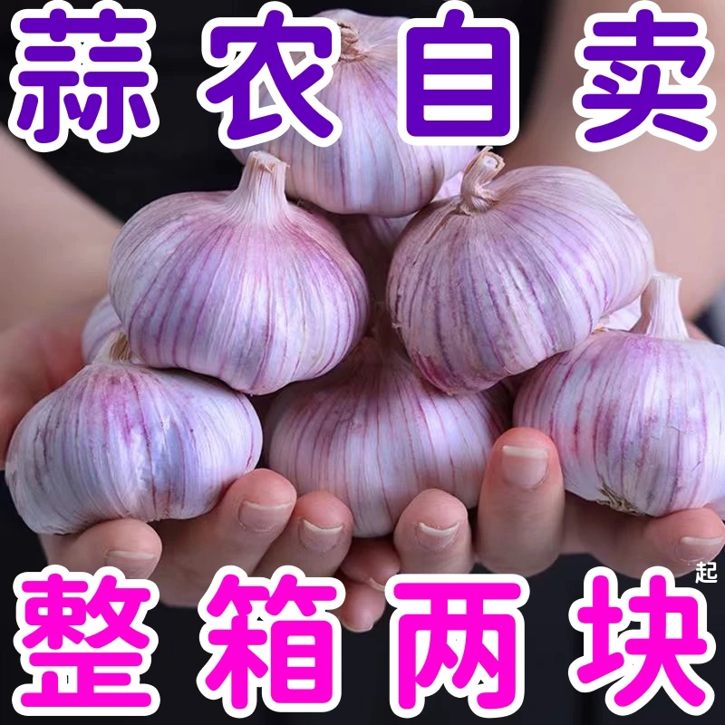 【新店半价】批发山东紫皮大蒜头新鲜优质大蒜新干蒜头100g/5/9斤包