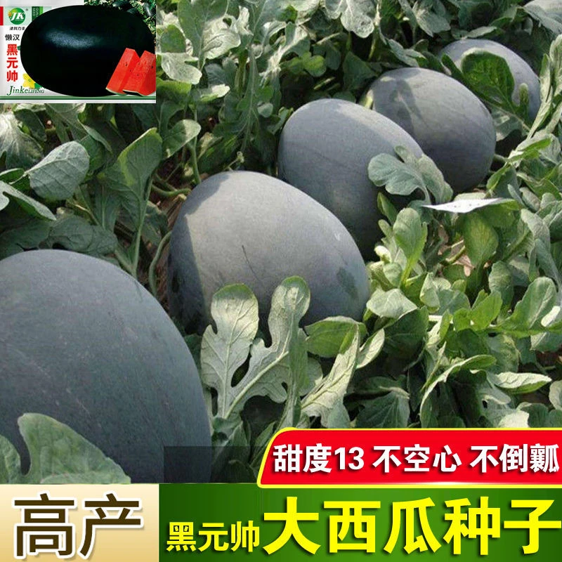 西瓜种子特大黑皮懒汉黑元帅大果型水果新手春播少籽