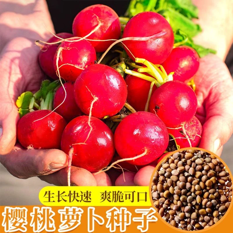秋季种樱桃萝卜种子水果萝卜瓜果种籽四季种植易种蔬菜种子