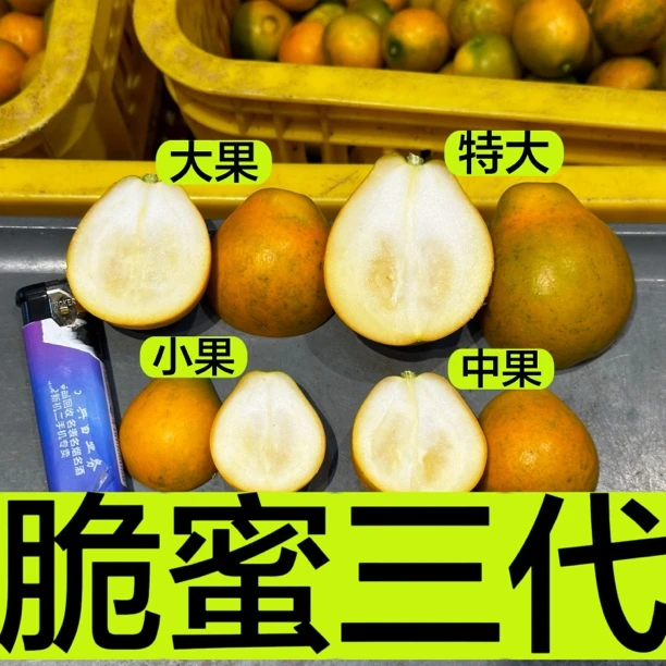 脆蜜金桔 正宗三代脆蜜金桔 脆甜无酸 维C满满现摘现发3-5斤包邮