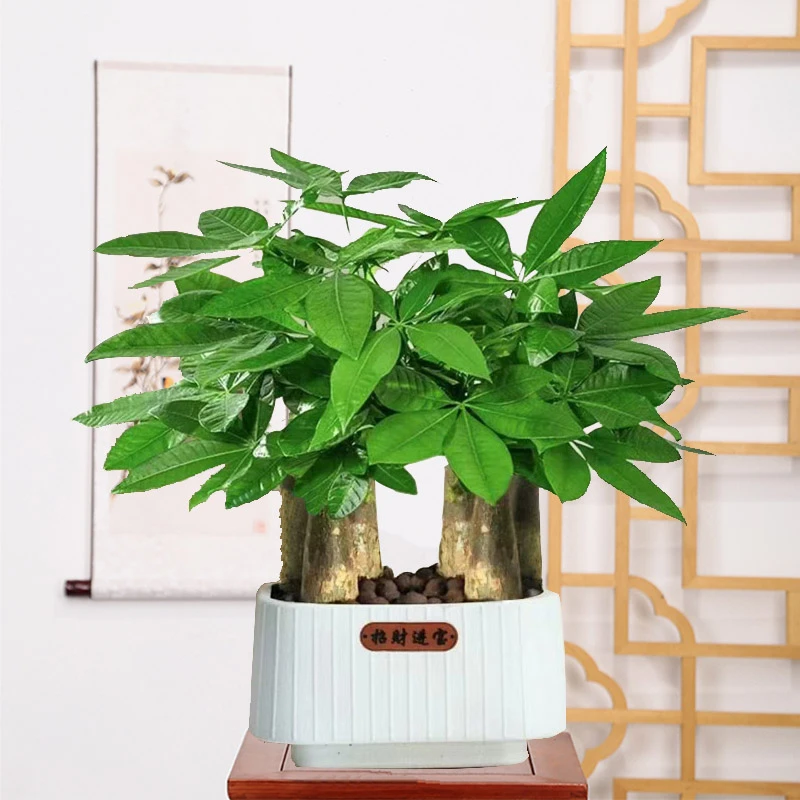 发财树盆栽室内客厅桌摆绿植小盆景发财树苗招财树好养吸甲醛植物