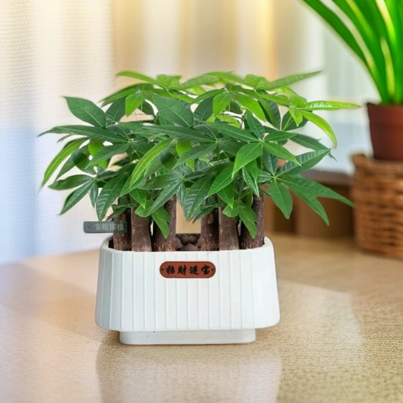 发财树盆栽室内客厅桌摆绿植小盆景发财树苗招财树好养吸甲醛植物