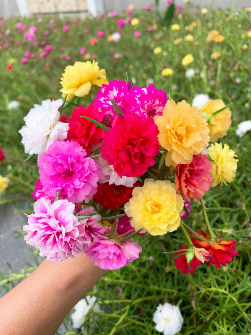 多年生重瓣太阳花盆栽地栽草花绿植花卉爆花好养阳台庭院花园种植