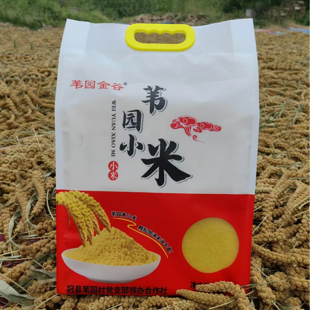 2025年山东桑阿镇苇园金谷黄小米5斤家庭装颗粒饱满，米油丰厚！