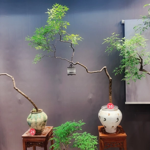 海岛黄荆绿植盆景盆栽，老桩高飘，适用办公室、茶室、阳台、客厅
