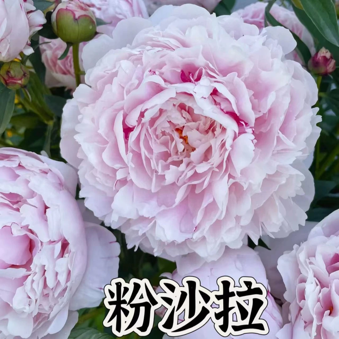 【粉莎拉】重瓣芍药花苗进口品种  基地直发