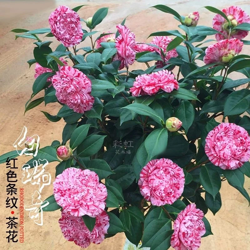 【白瑞奇】白瑞琪茶花山茶花树苗盆栽室内外绿植阳台盆栽庭院复色花
