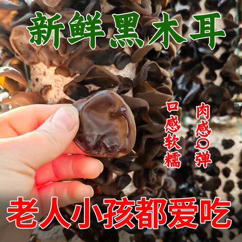 【柱哥专属】新鲜黑木耳250克肉厚好吃天然生态食材健康营养