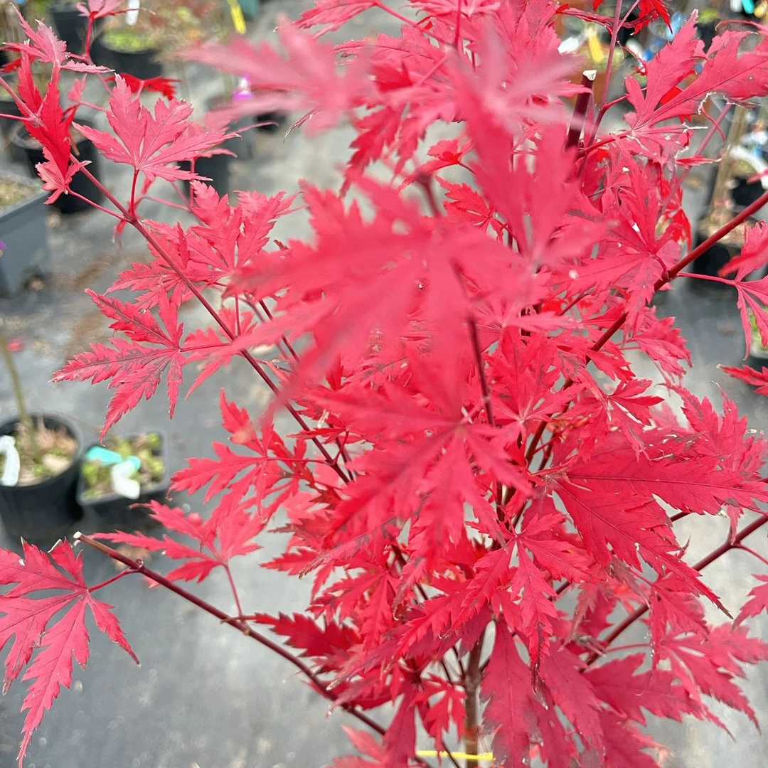 彩叶枫树植物—橙色蕾丝