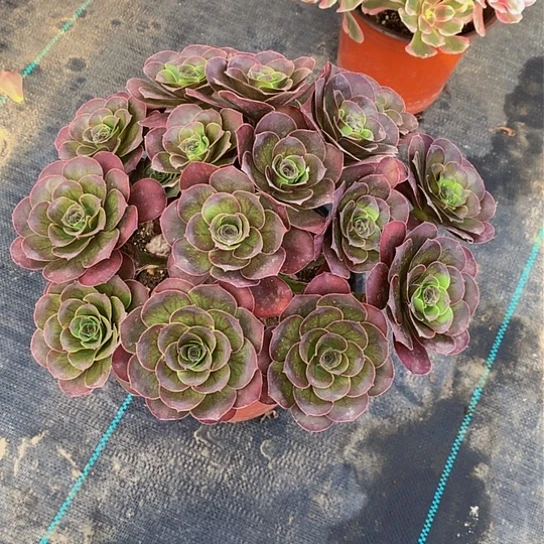 法师图片多肉植物