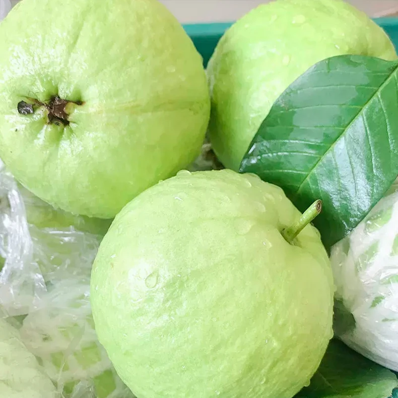 （脆甜爽口）新鲜采摘广西芭乐白心番石榴脆爽多汁低糖（加保温袋）