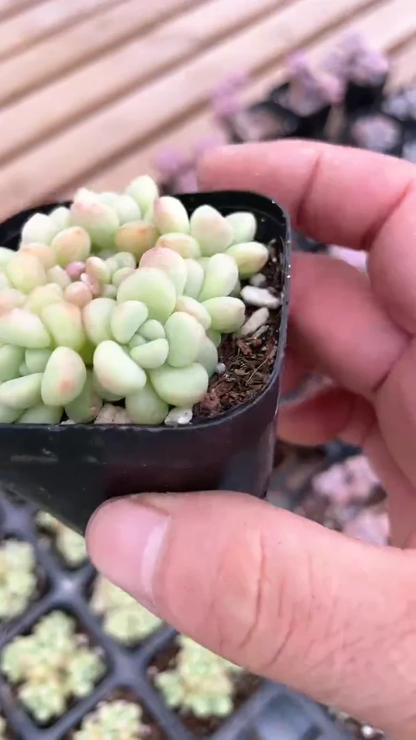 【闪购商品】65盆泡泡糖群生多肉