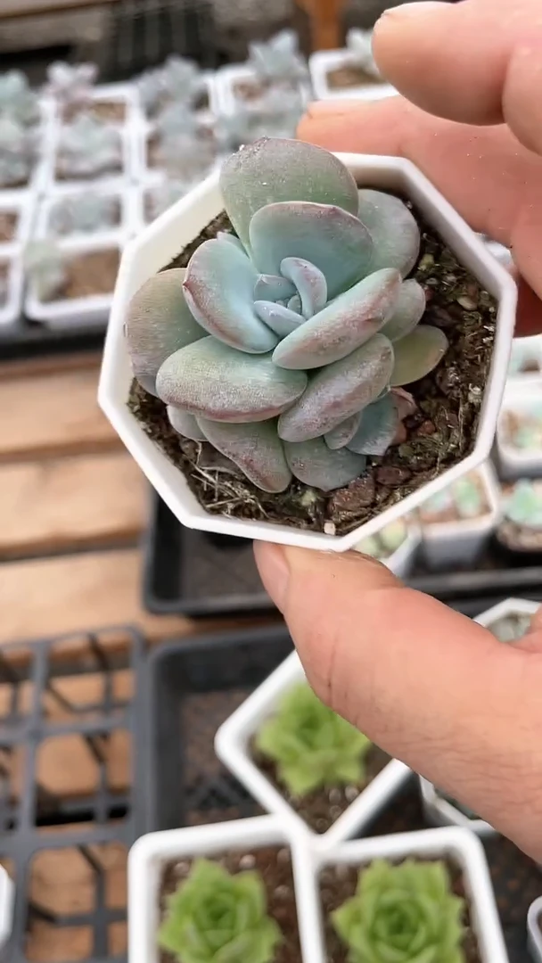 【闪购商品】八角杯布鲁兰群生多肉