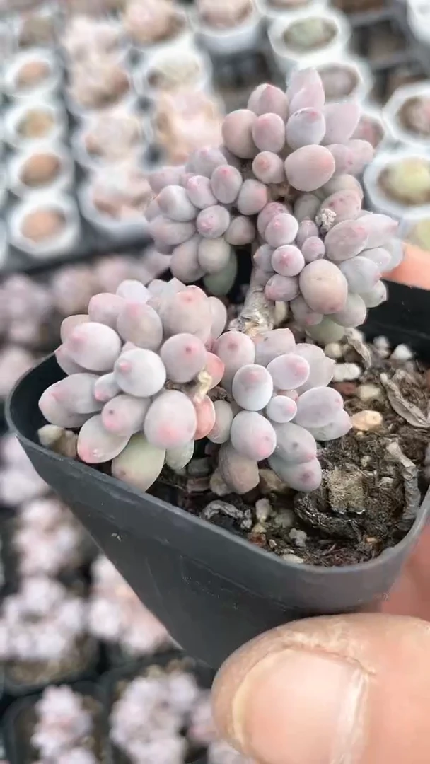 【闪购商品】65盆婴儿手指群生多肉