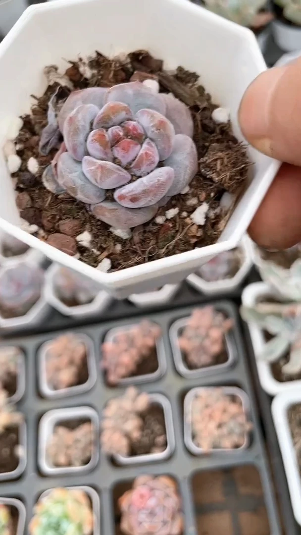 【闪购商品】八角杯石榴籽星影多肉