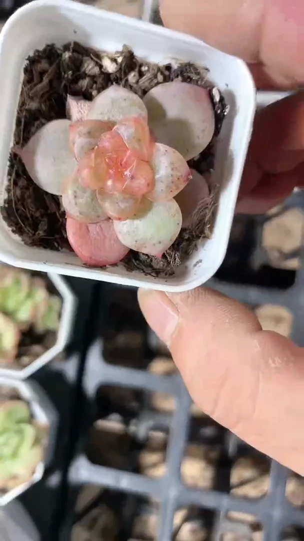 【闪购商品】五方母本糖心多肉