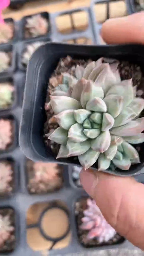 【闪购商品】65盆陨石双群多肉