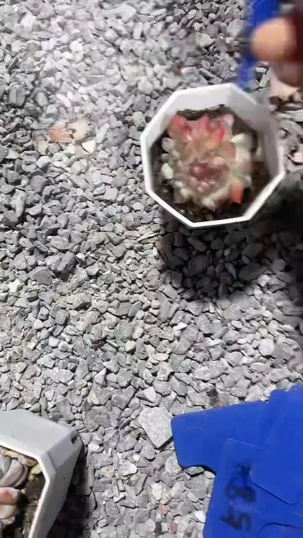 【闪购商品】732多肉