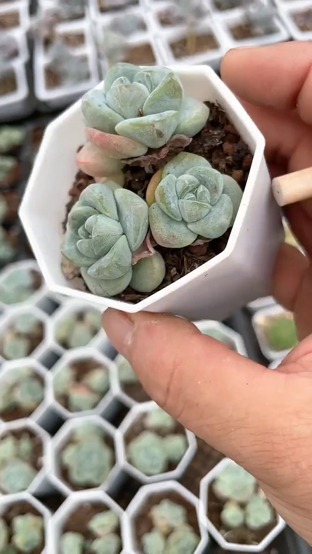 【闪购商品】八角杯琥珀冰玉三头多肉