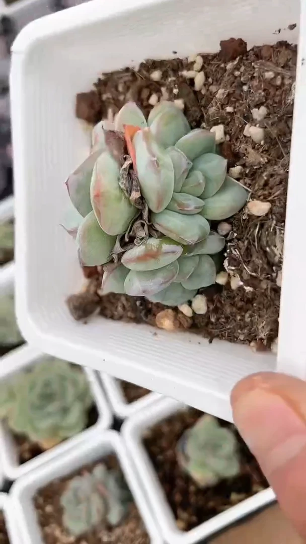 【闪购商品】十方泡芙三头多肉