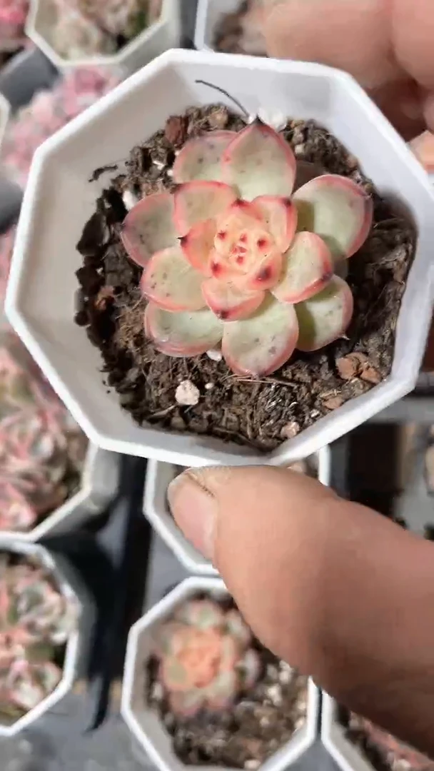 【闪购商品】八角杯星光珍妮多肉