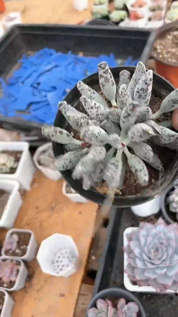 【闪购商品】90盆海豹多肉一颗