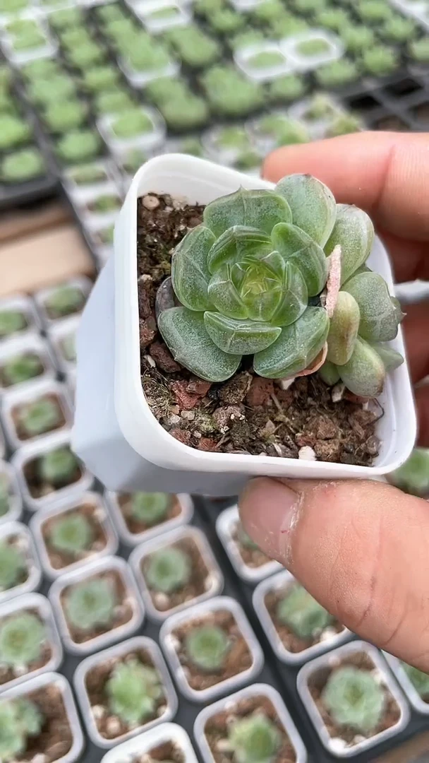 【闪购商品】五方白恋单双多肉