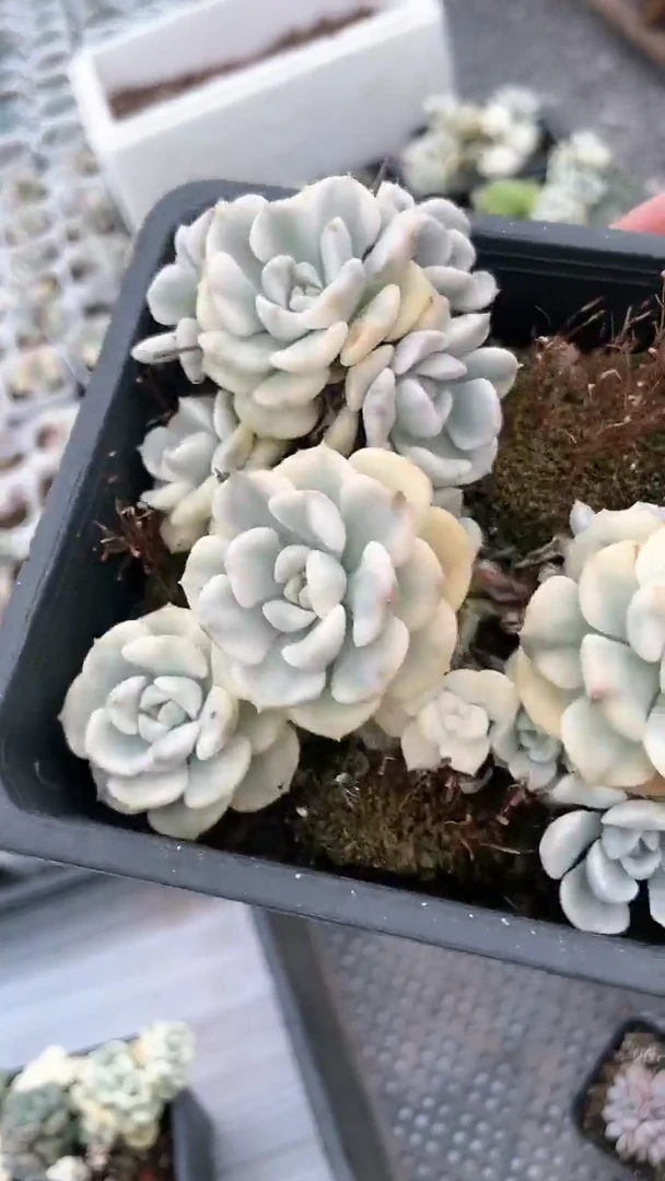 【闪购商品】十二方丁克贝尔锦群生多肉