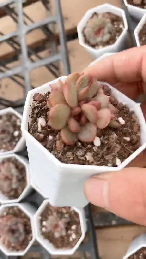 【闪购商品】八角杯红恋群生多肉