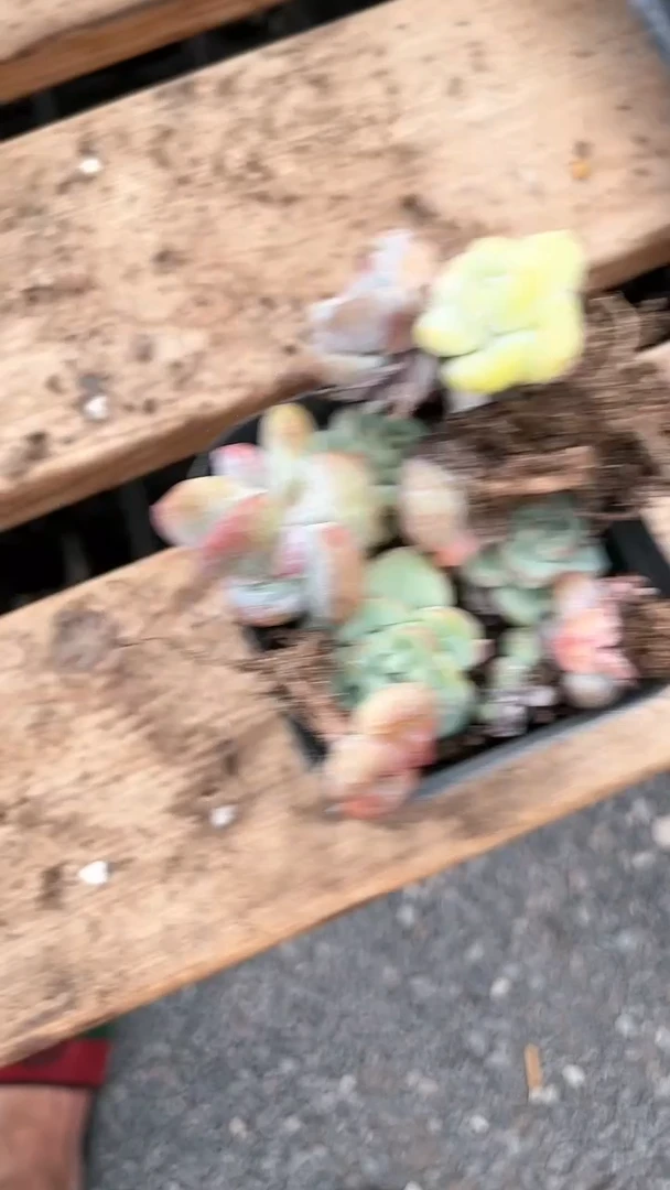 【闪购商品】548多肉