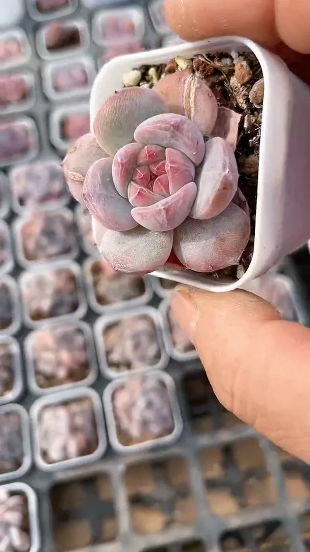 【闪购商品】五方奶盖单双多肉