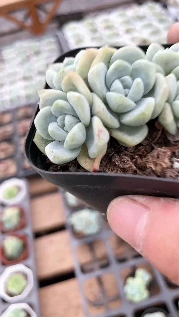 【闪购商品】65盆冰玉五头起发多肉