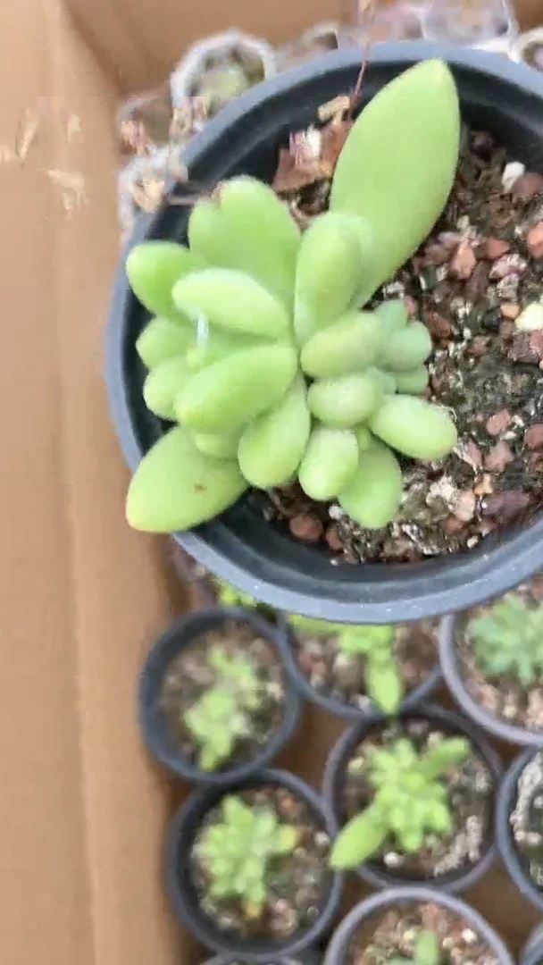 【闪购商品】90盆金疯子多肉