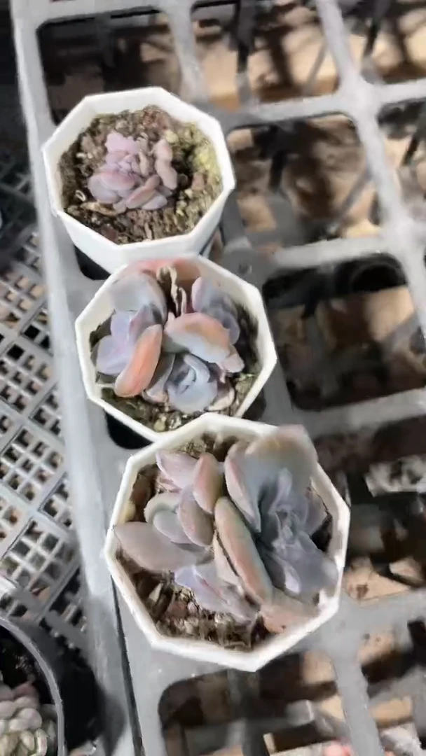 【闪购商品】八角杯布鲁兰单双多肉