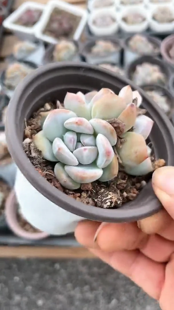 【闪购商品】90盆星影群生多肉