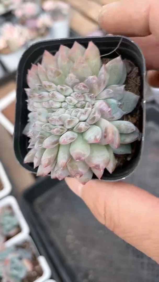 【闪购商品】839多肉