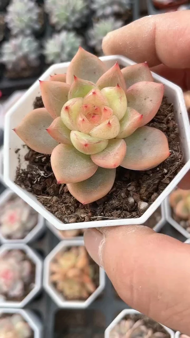 【闪购商品】八角杯明朗珍妮多肉