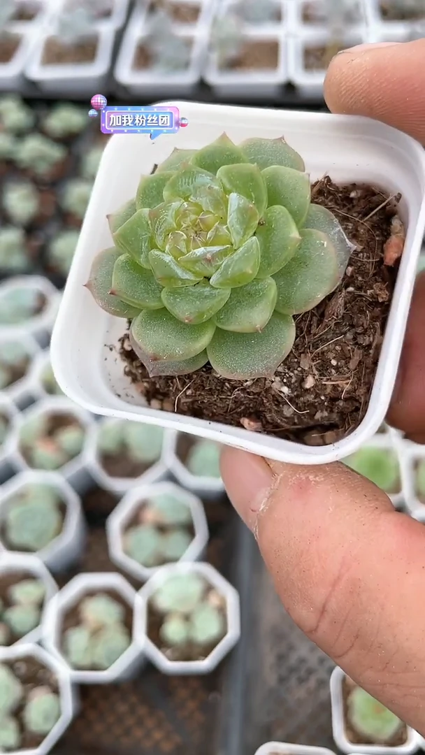 【闪购商品】五方个体糖心多肉