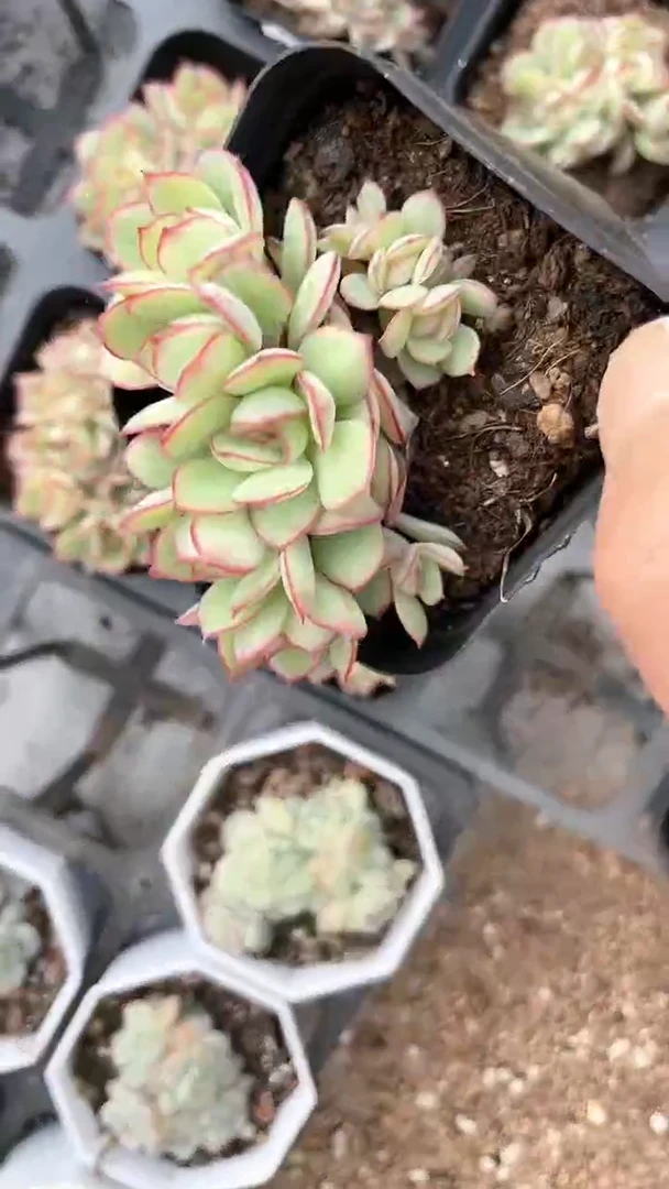 【闪购商品】65盆牡丹亭朵朵多肉一颗