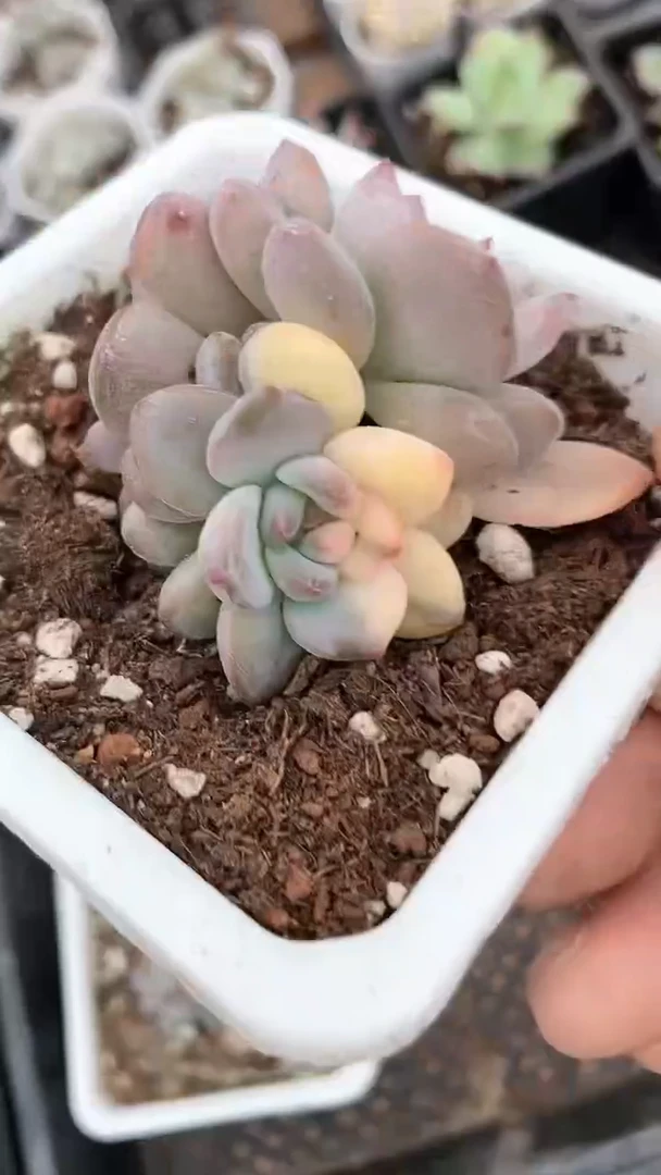 【闪购商品】十方橙子锦多肉